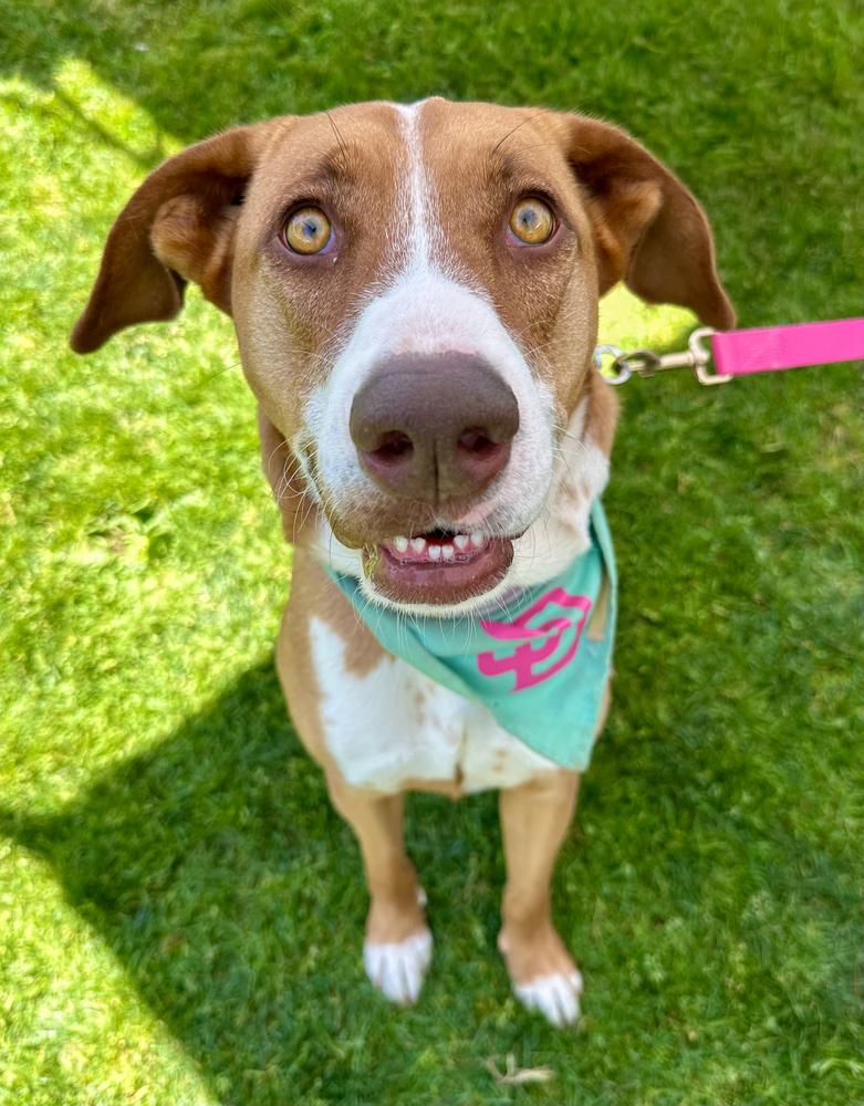 Enlarge Coral, a Adoptable mixed breed in Jamul, CA image 5/5