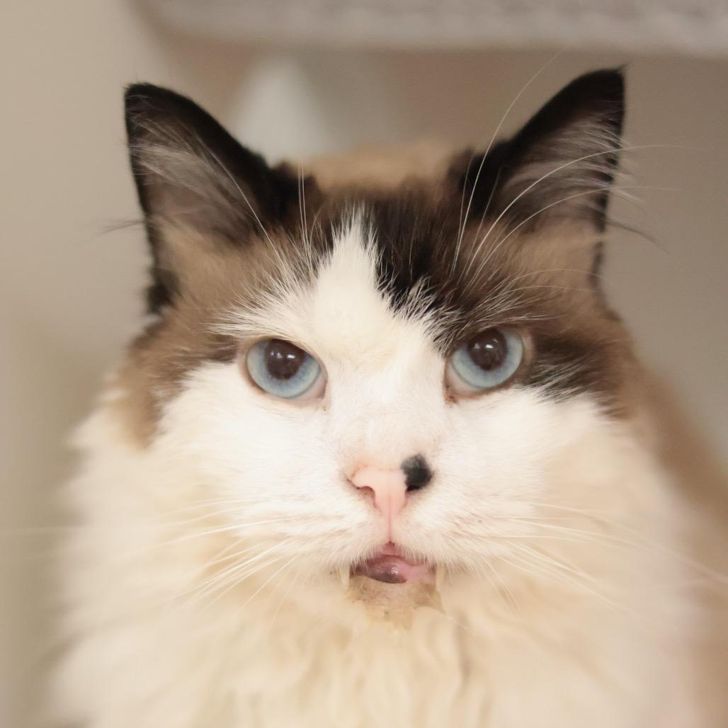 Toof, Adoptable, Senior Male Domestic Medium Hair.