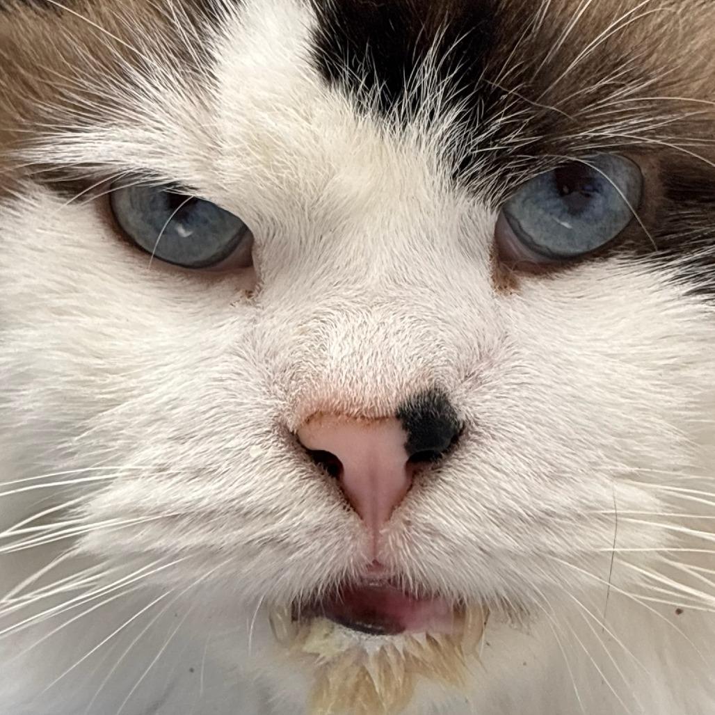 Enlarge Toof, a Adoptable Domestic Medium Hair in Philadelphia, PA image 4/6