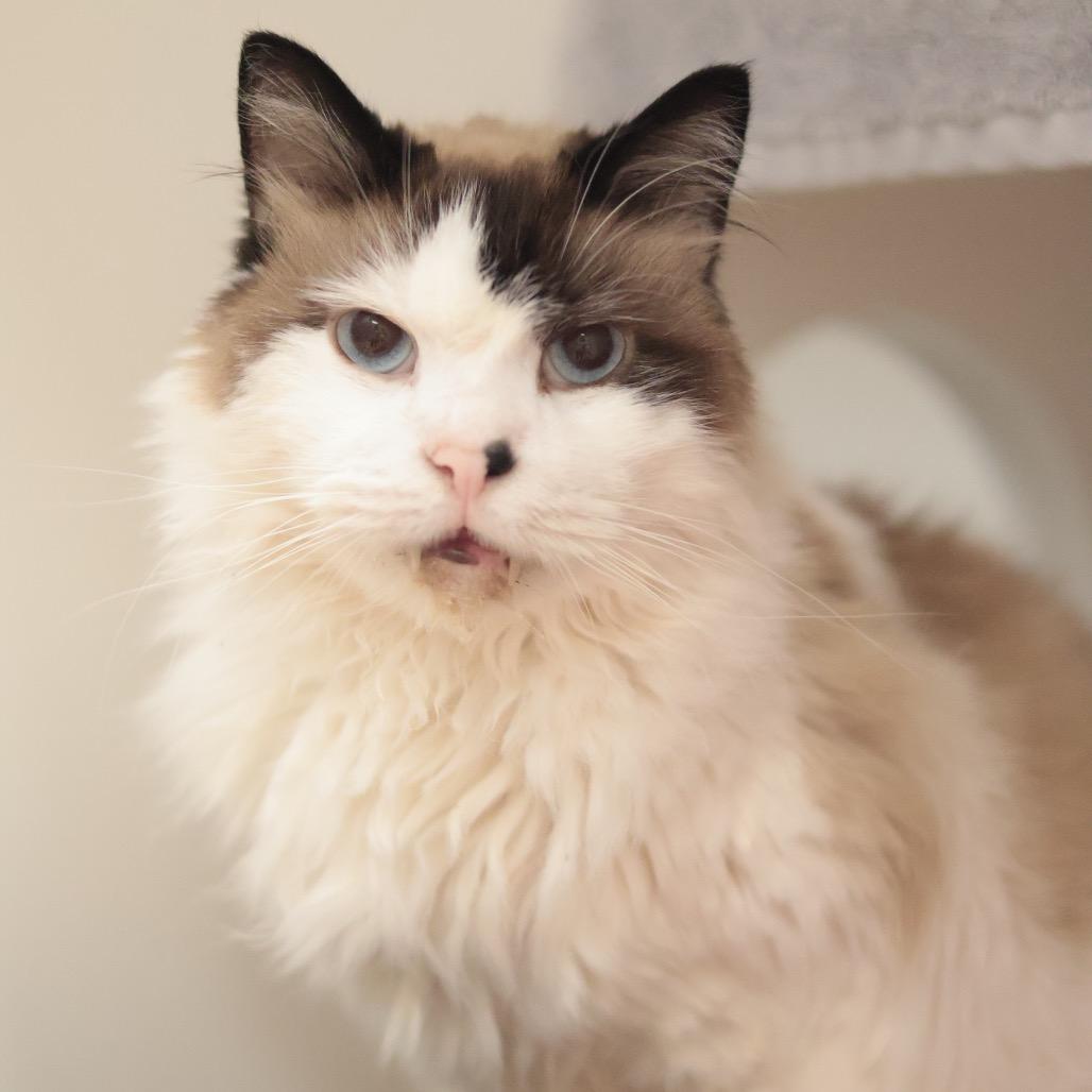Enlarge Toof, a Adoptable Domestic Medium Hair in Philadelphia, PA image 6/6
