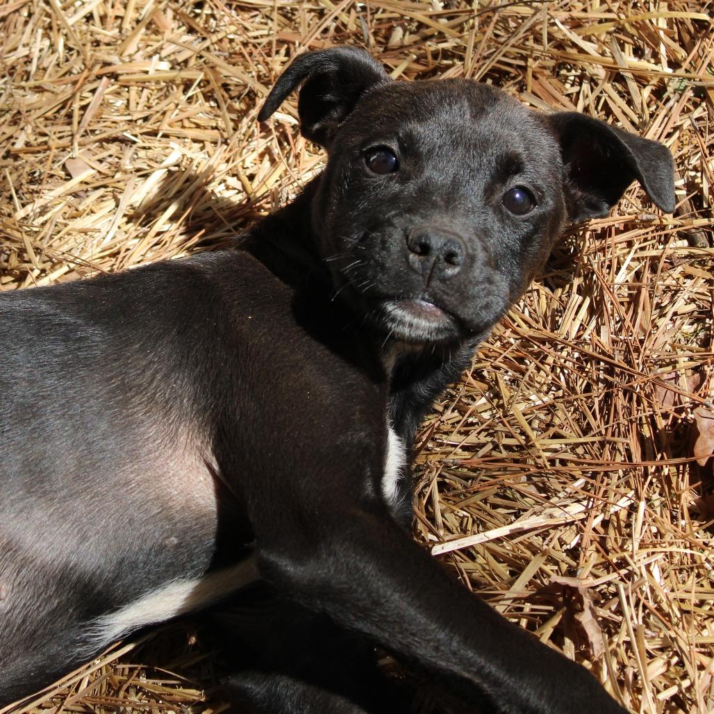 Gwen, a Adoptable Mixed Breed in Valley, AL image 1/6