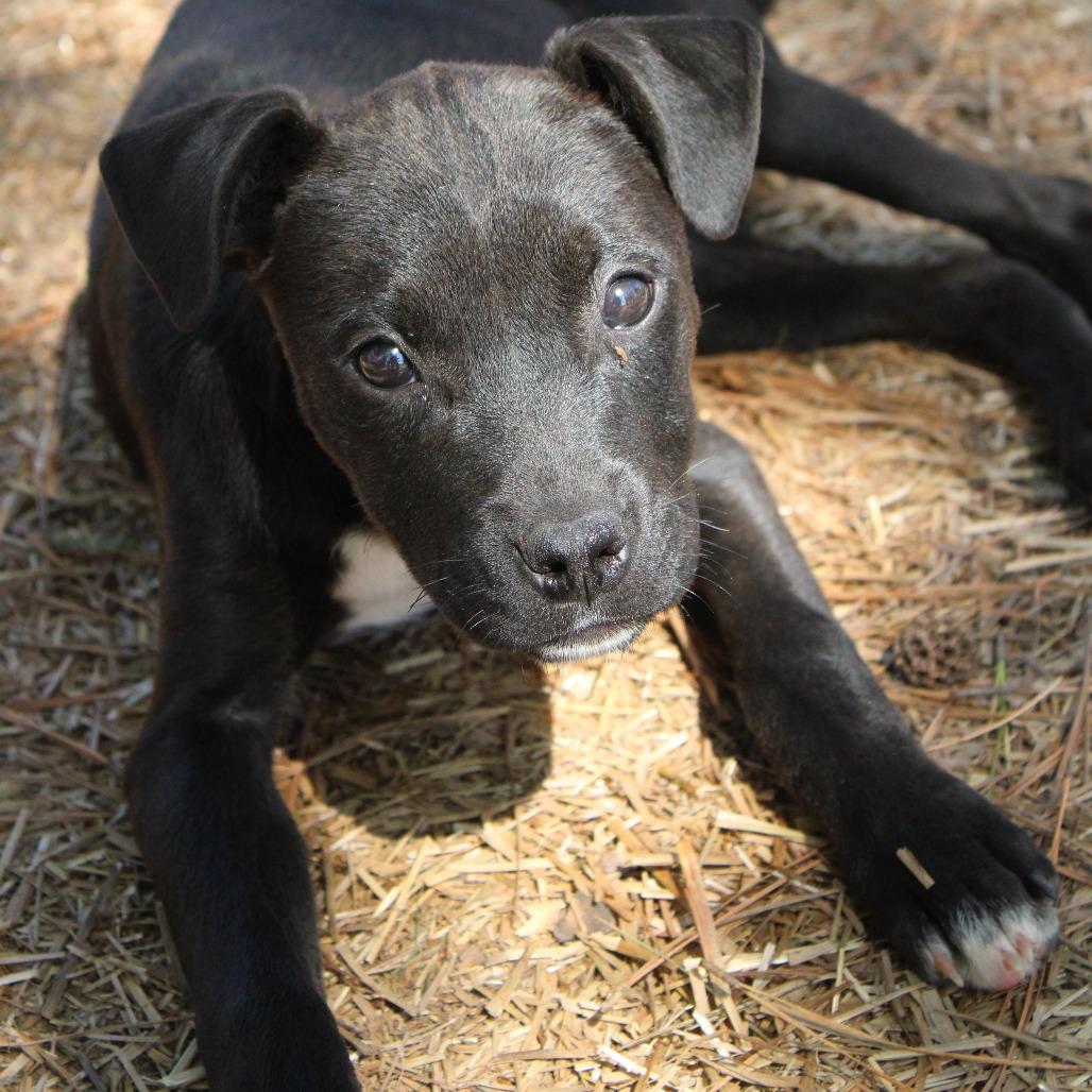 Gwen, a Adoptable Mixed Breed in Valley, AL image 2/6