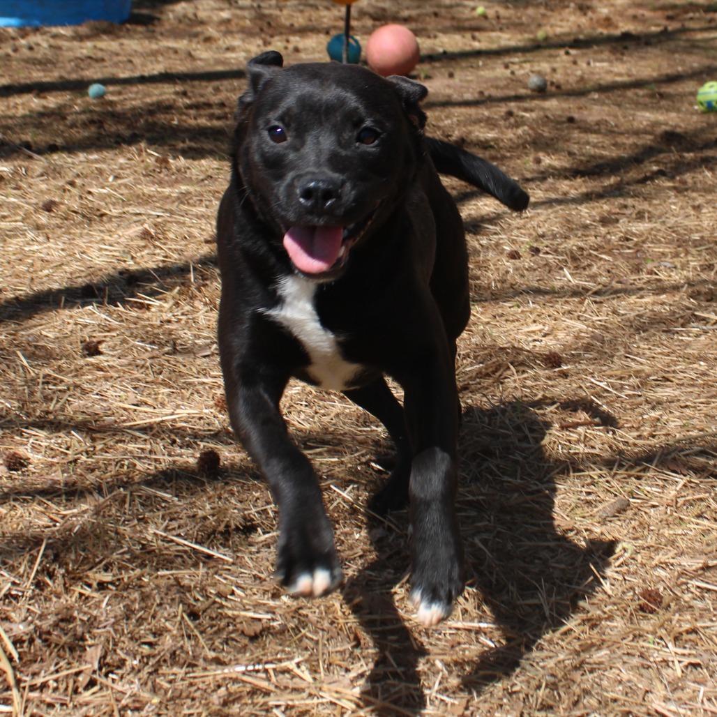 Enlarge Gwen, a Adoptable Mixed Breed in Valley, AL image 3/6