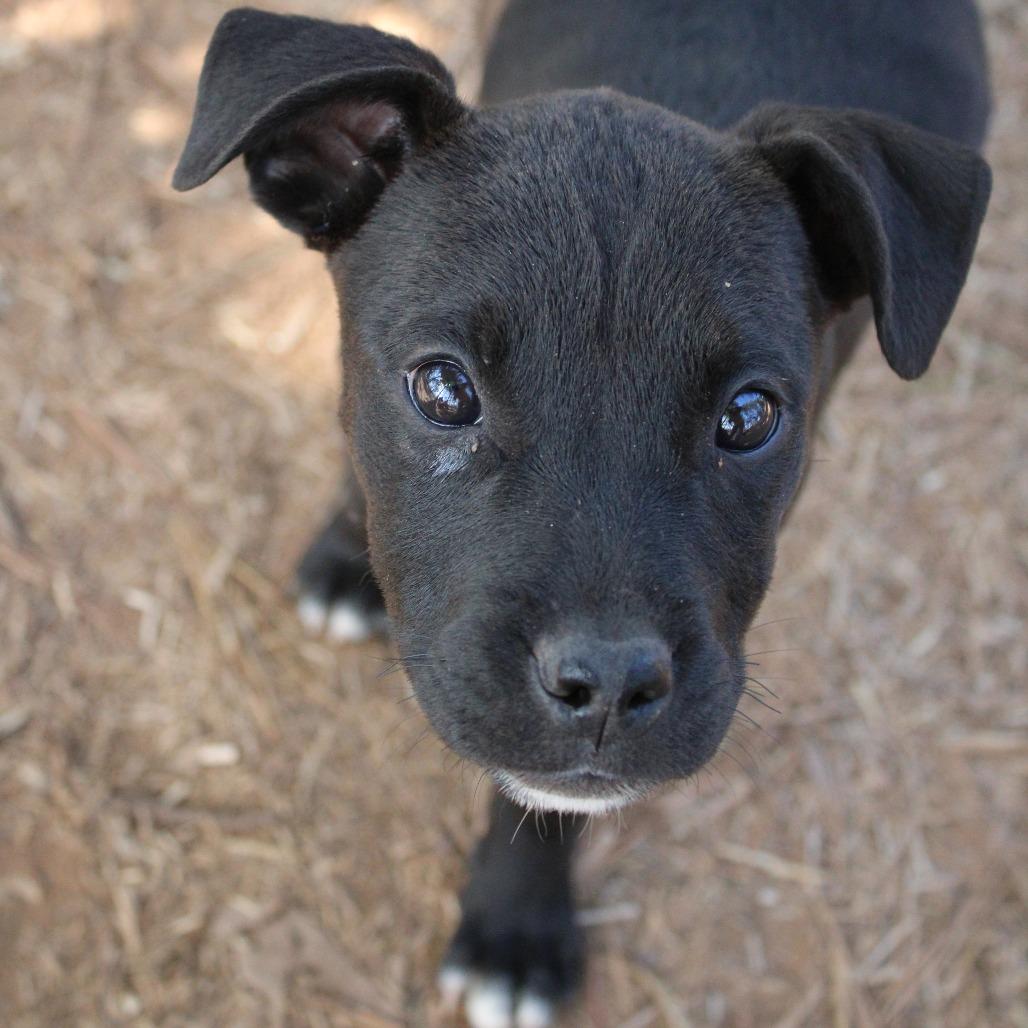 Gwen, a Adoptable Mixed Breed in Valley, AL image 3/6