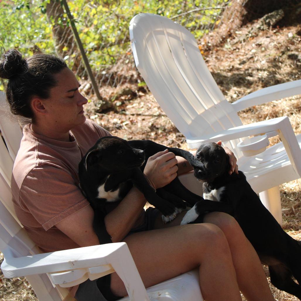 Gwen, a Adoptable Mixed Breed in Valley, AL image 4/6