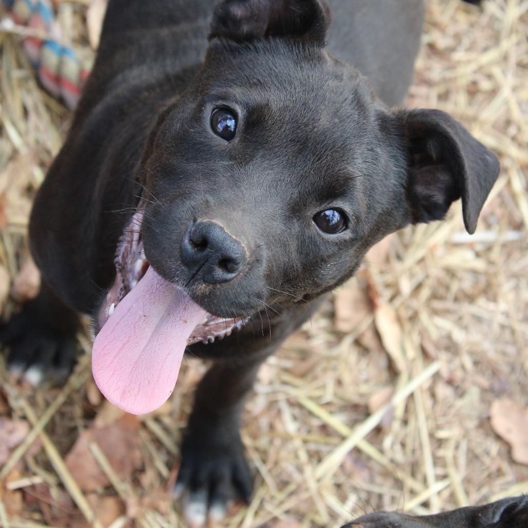 Gwen, a Adoptable Mixed Breed in Valley, AL image 5/6