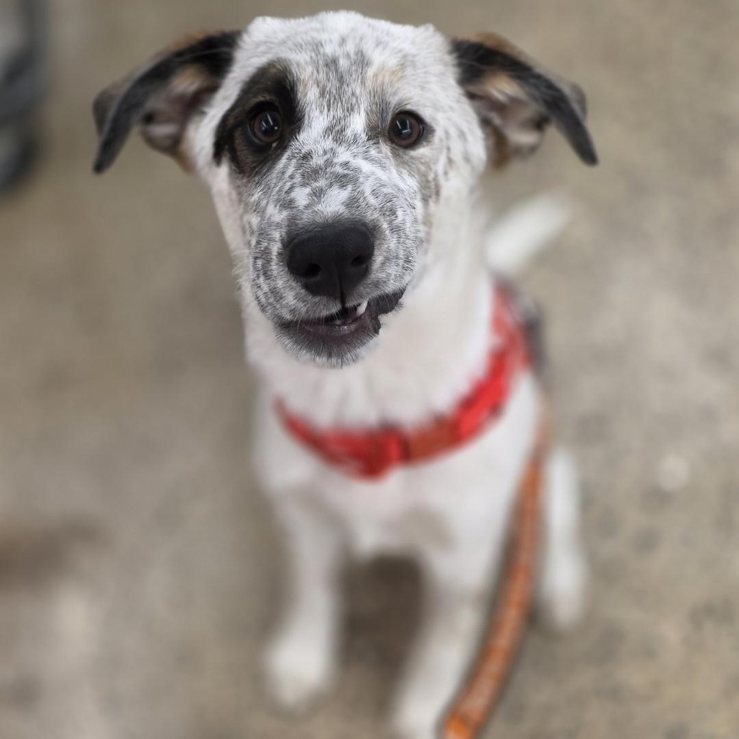 Gilligan , adopted, Puppy Male German Shepherd Dog & Australian Cattle Dog / Blue Heeler.