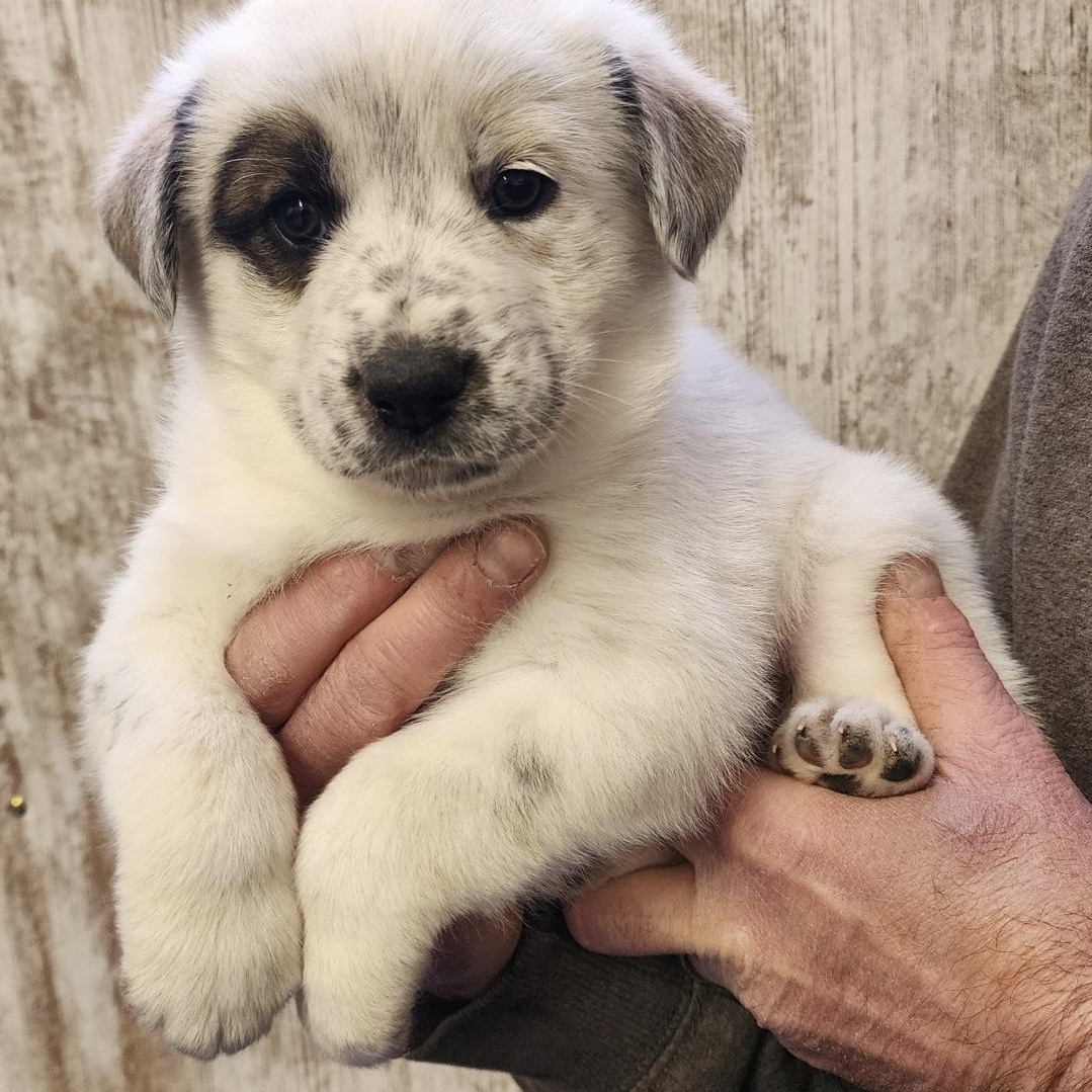 Gilligan , an adopted mixed breed in White Bear Lake, MN image 3/6
