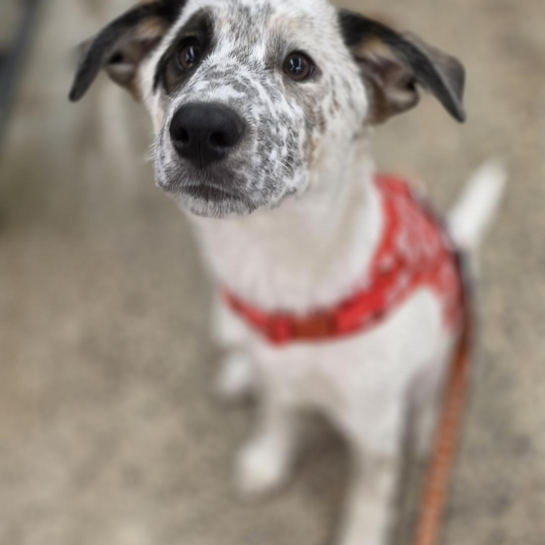 Gilligan , an adopted mixed breed in White Bear Lake, MN image 6/6