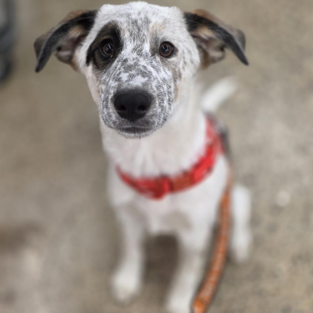 Gilligan , an adopted mixed breed in White Bear Lake, MN image 5/6