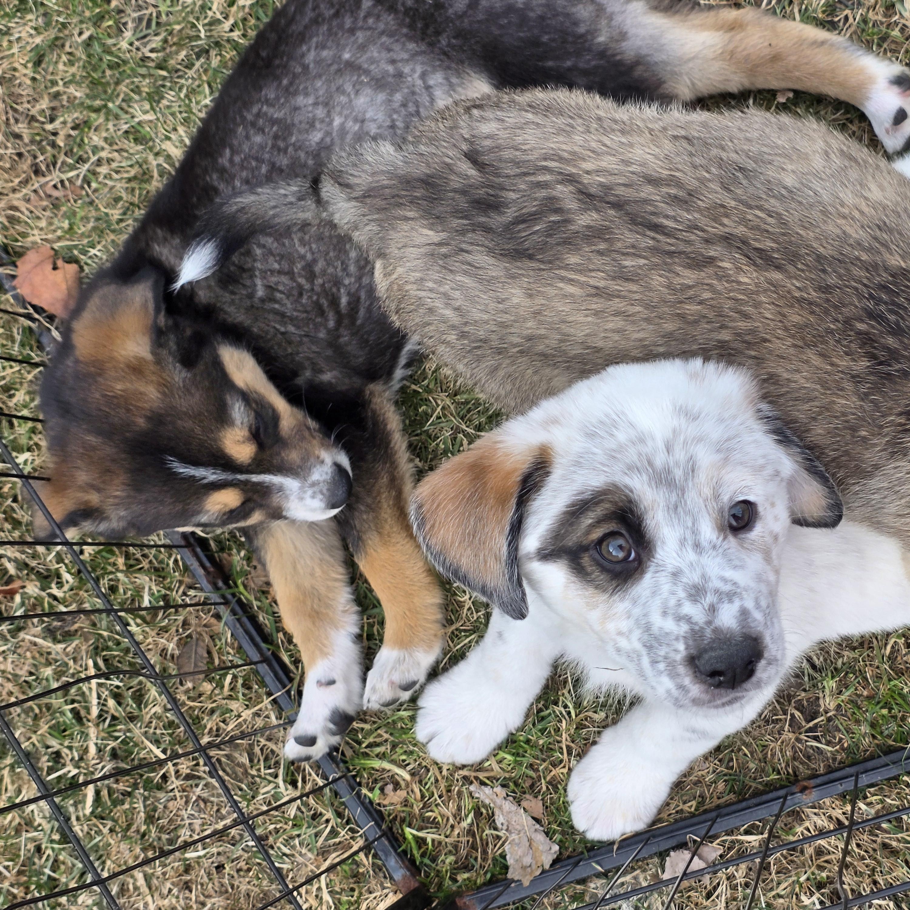 Gilligan , an adopted mixed breed in White Bear Lake, MN image 4/6