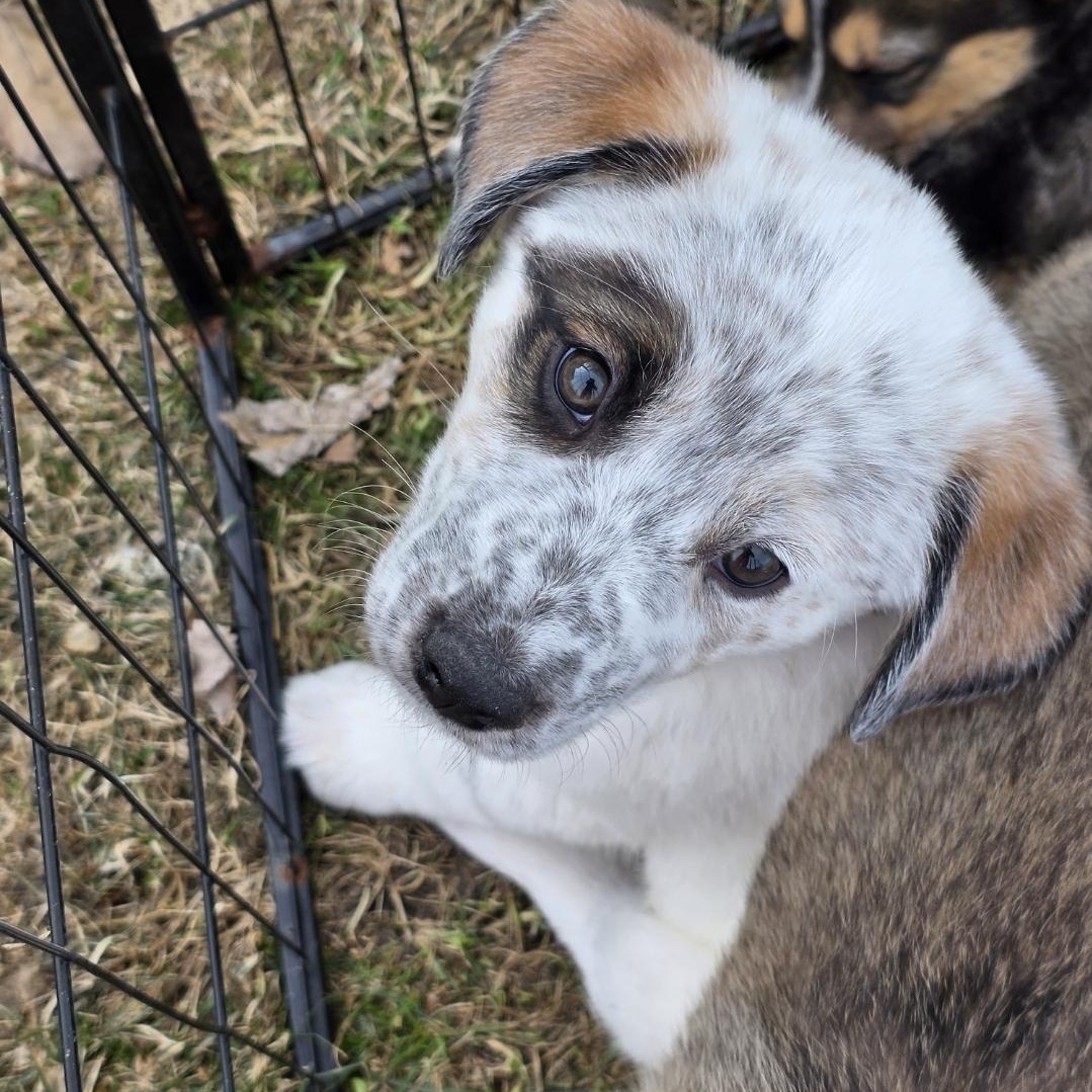 Gilligan , an adopted mixed breed in White Bear Lake, MN image 2/6