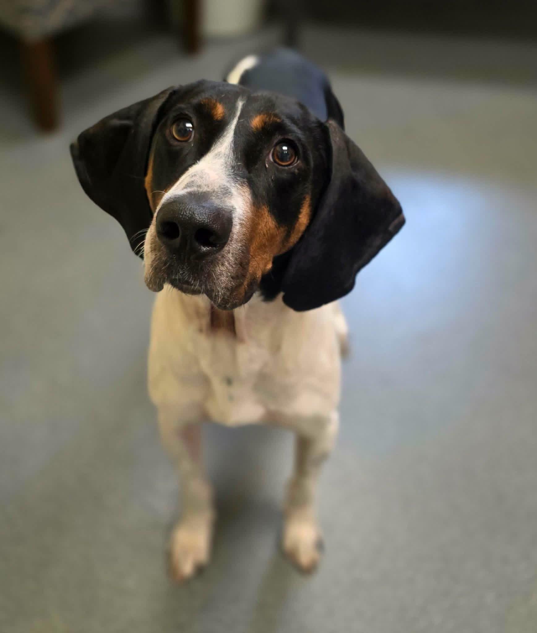 Maverick, Adoptable, Adult Male Hound.
