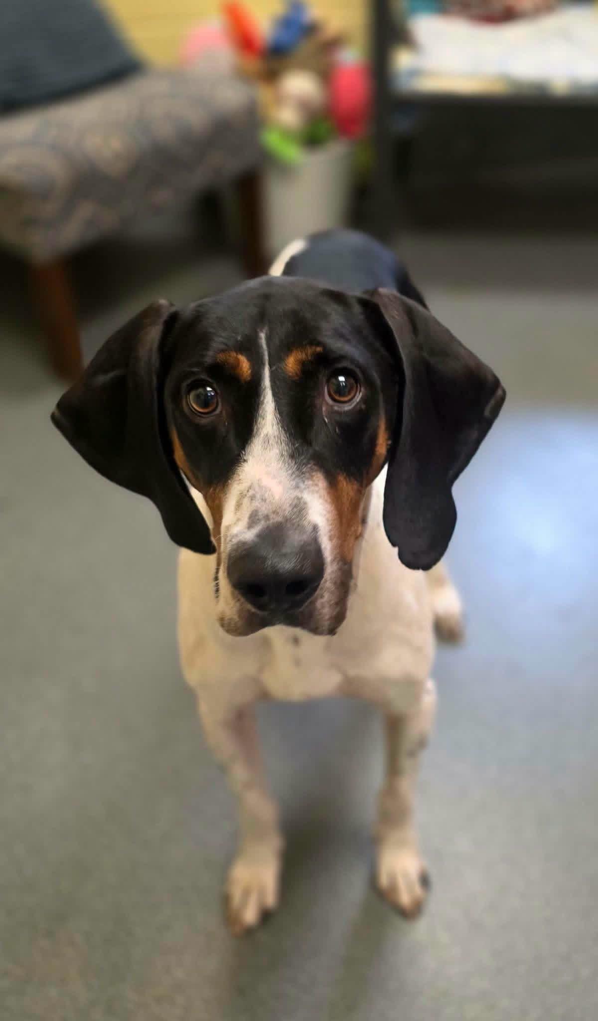 Enlarge Maverick, a Adoptable mixed breed in Succasunna, NJ image 2/6