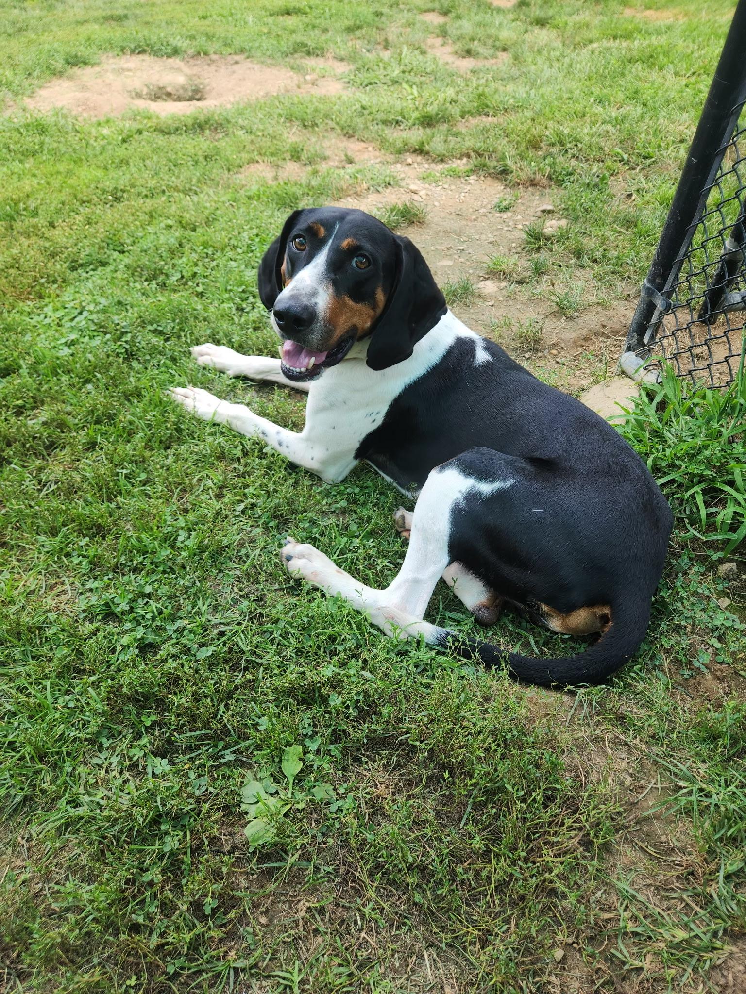 Enlarge Maverick, a Adoptable mixed breed in Succasunna, NJ image 4/6