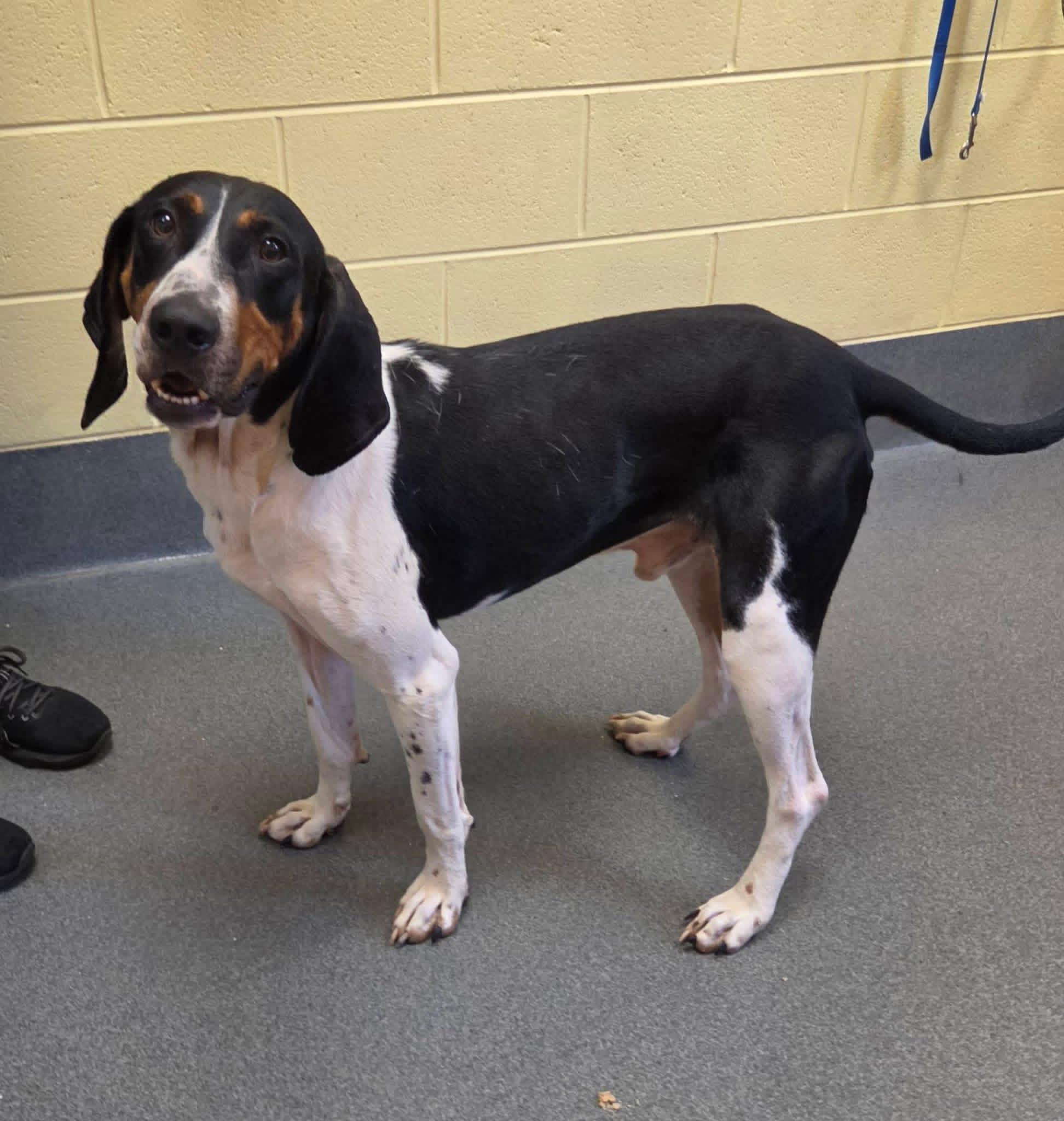 Enlarge Maverick, a Adoptable mixed breed in Succasunna, NJ image 3/6