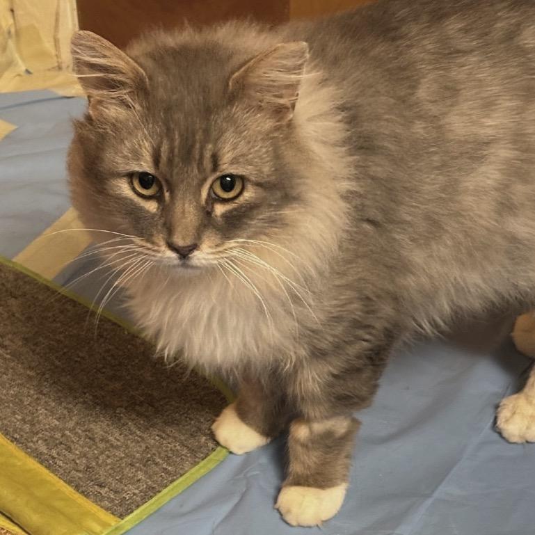 Omar, a Adoptable Domestic Medium Hair in Salt Lake City, UT image 1/6
