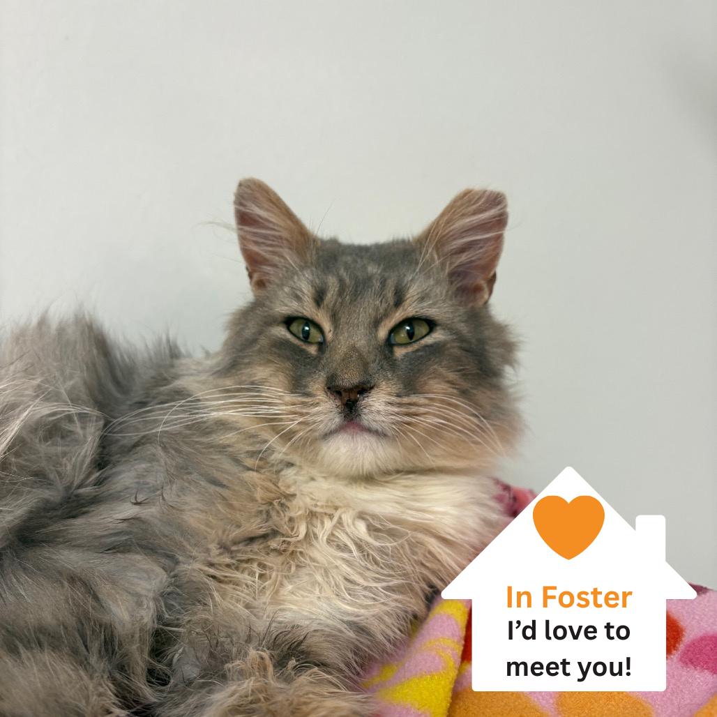 Omar, a Adoptable Domestic Medium Hair in Salt Lake City, UT image 2/6