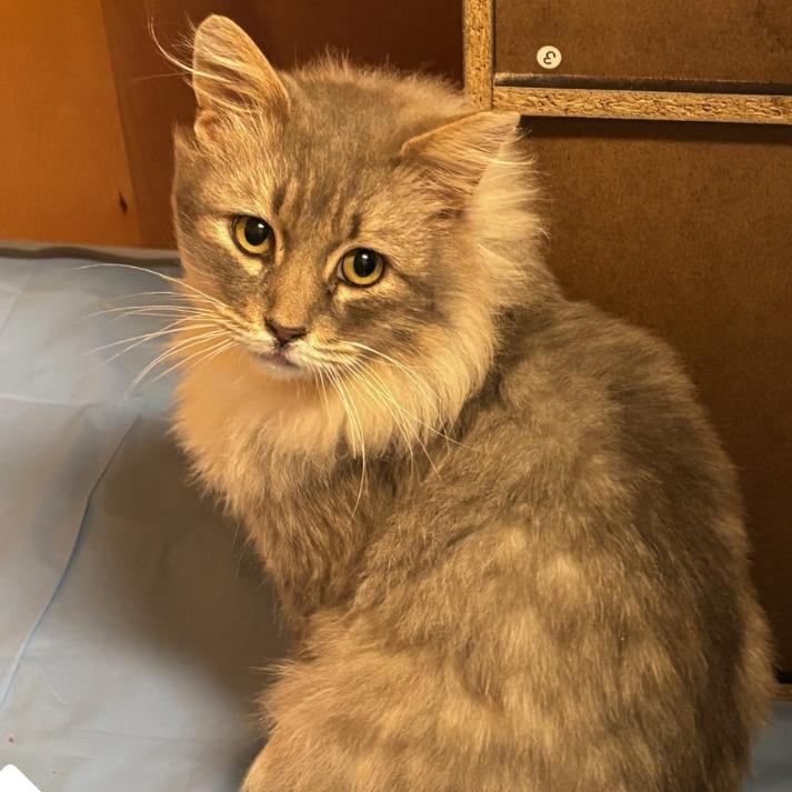 Enlarge Omar, a Adoptable Domestic Medium Hair in Salt Lake City, UT image 5/6