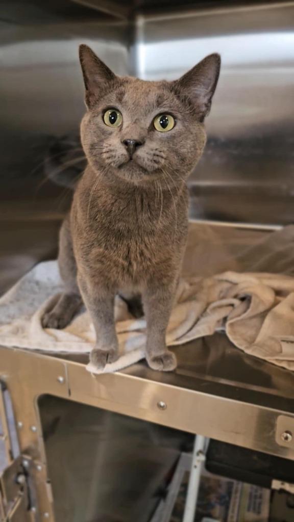 Benji, Adoptable, Young Male Domestic Short Hair.