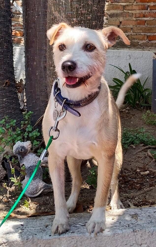 Enlarge KIRA, a Adoptable mixed breed in Langley, BC image 2/6