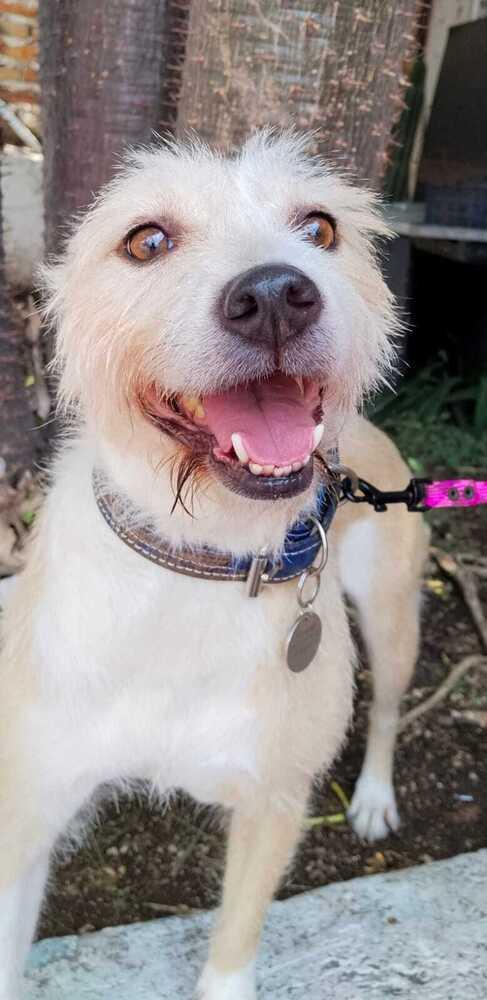 Enlarge KIRA, a Adoptable mixed breed in Langley, BC image 3/6