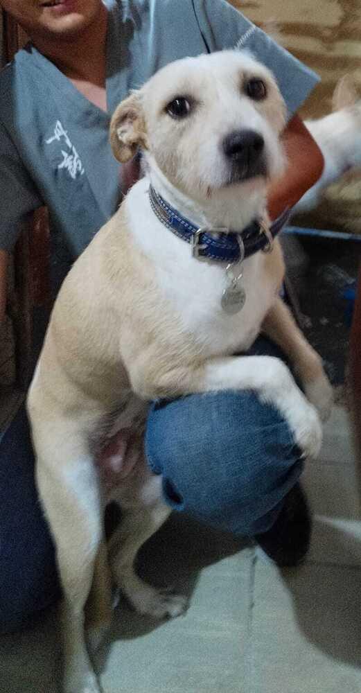 Enlarge KIRA, a Adoptable mixed breed in Langley, BC image 5/6