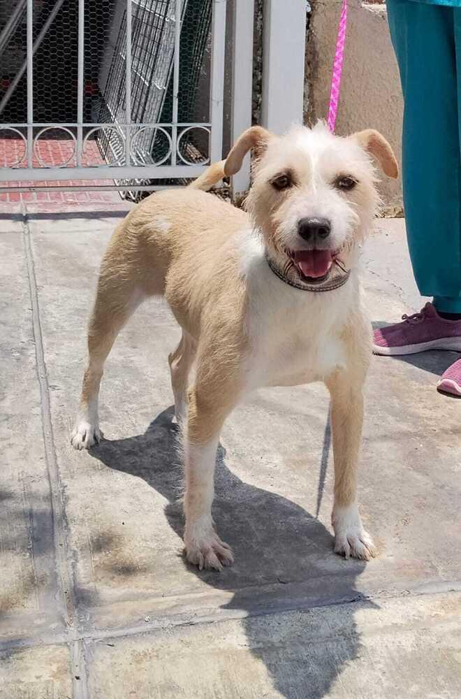Enlarge KIRA, a Adoptable mixed breed in Langley, BC image 6/6