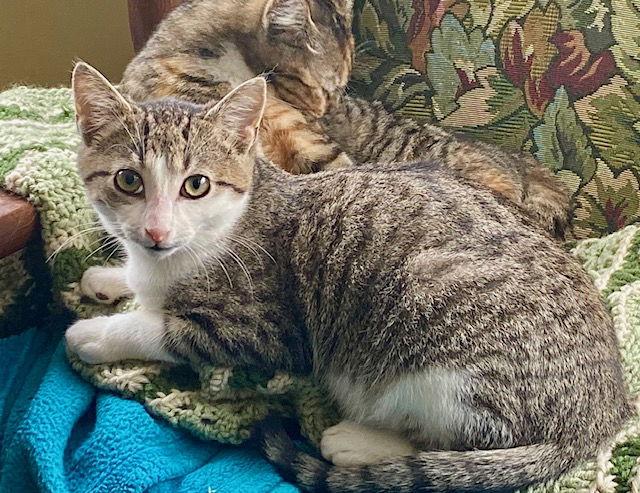 Yale, Adoptable, Young Male Domestic Short Hair.