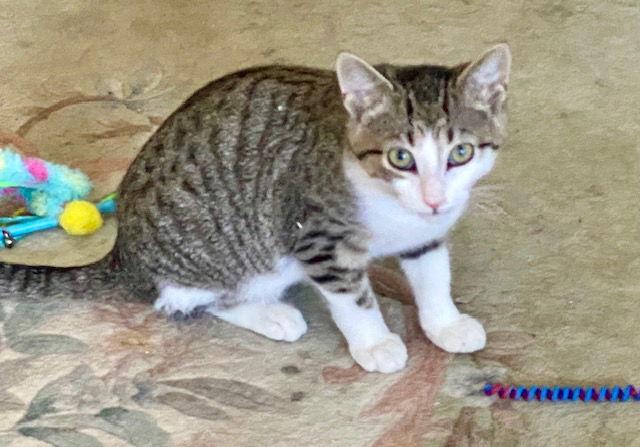 Enlarge Yale, a Adoptable Domestic Short Hair in Winton, NC image 2/3