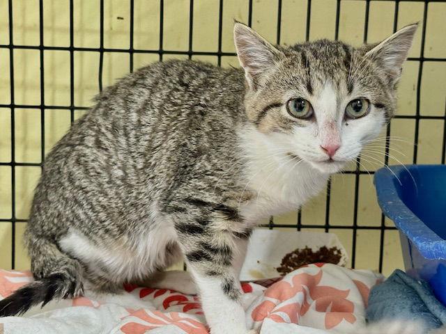 Enlarge Yale, a Adoptable Domestic Short Hair in Winton, NC image 3/3