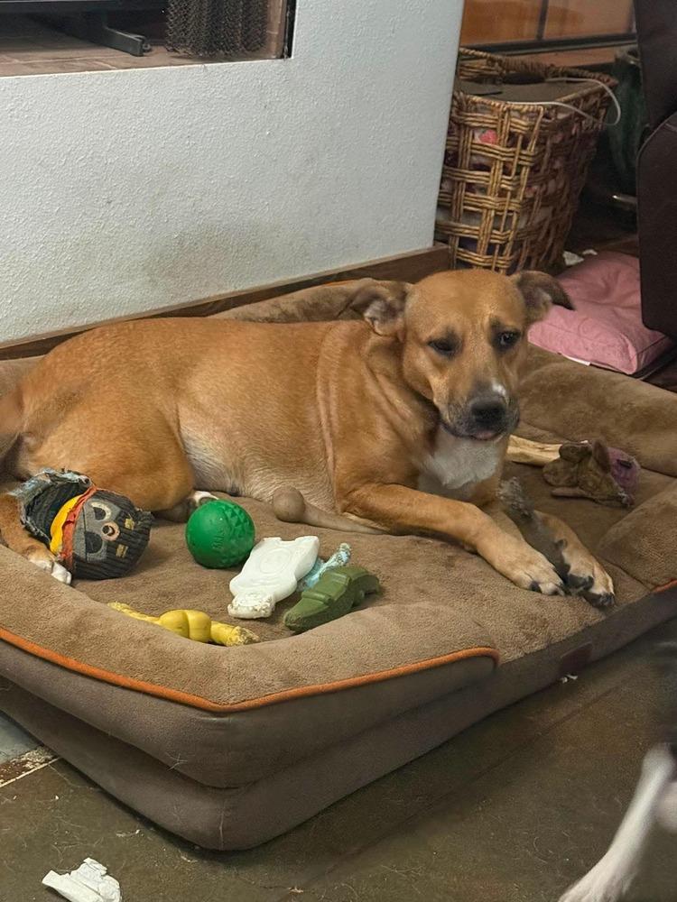 Enlarge Reba, a Adoptable mixed breed in Syracuse, NY image 2/6