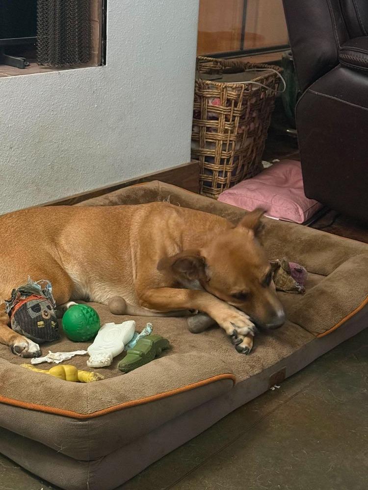Enlarge Reba, a Adoptable mixed breed in Syracuse, NY image 3/6