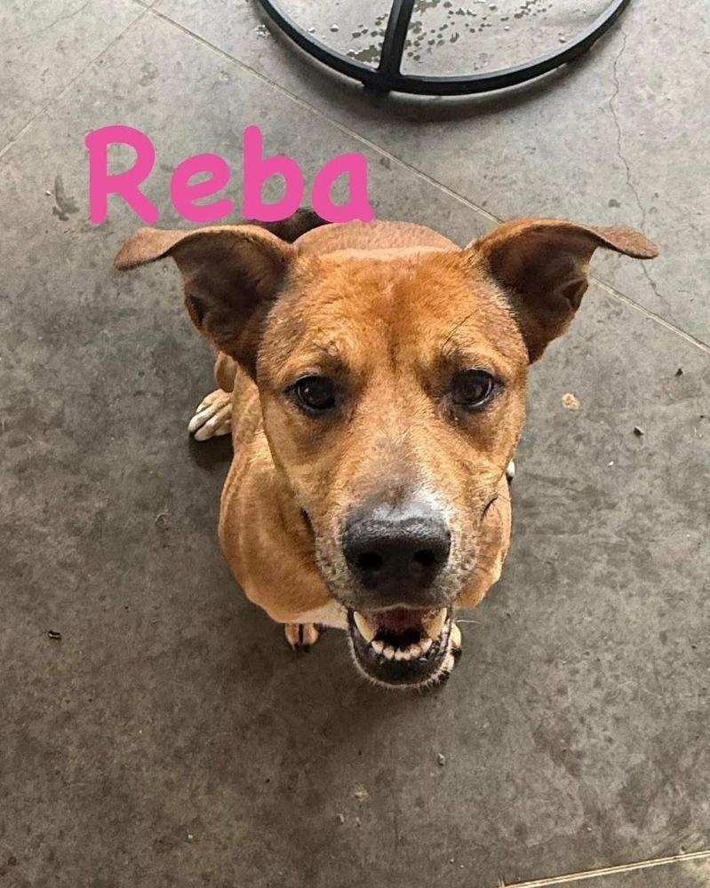 Enlarge Reba, a Adoptable mixed breed in Syracuse, NY image 4/6