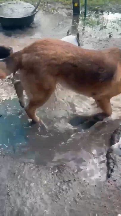 Enlarge Reba, a Adoptable mixed breed in Syracuse, NY video 5/6