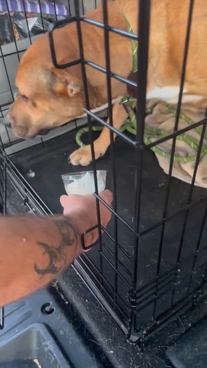 Enlarge Reba, a Adoptable mixed breed in Syracuse, NY video 6/6