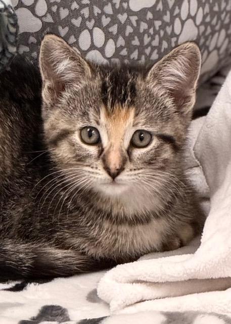Penelope *, adopted, Kitten Female Domestic Short Hair.