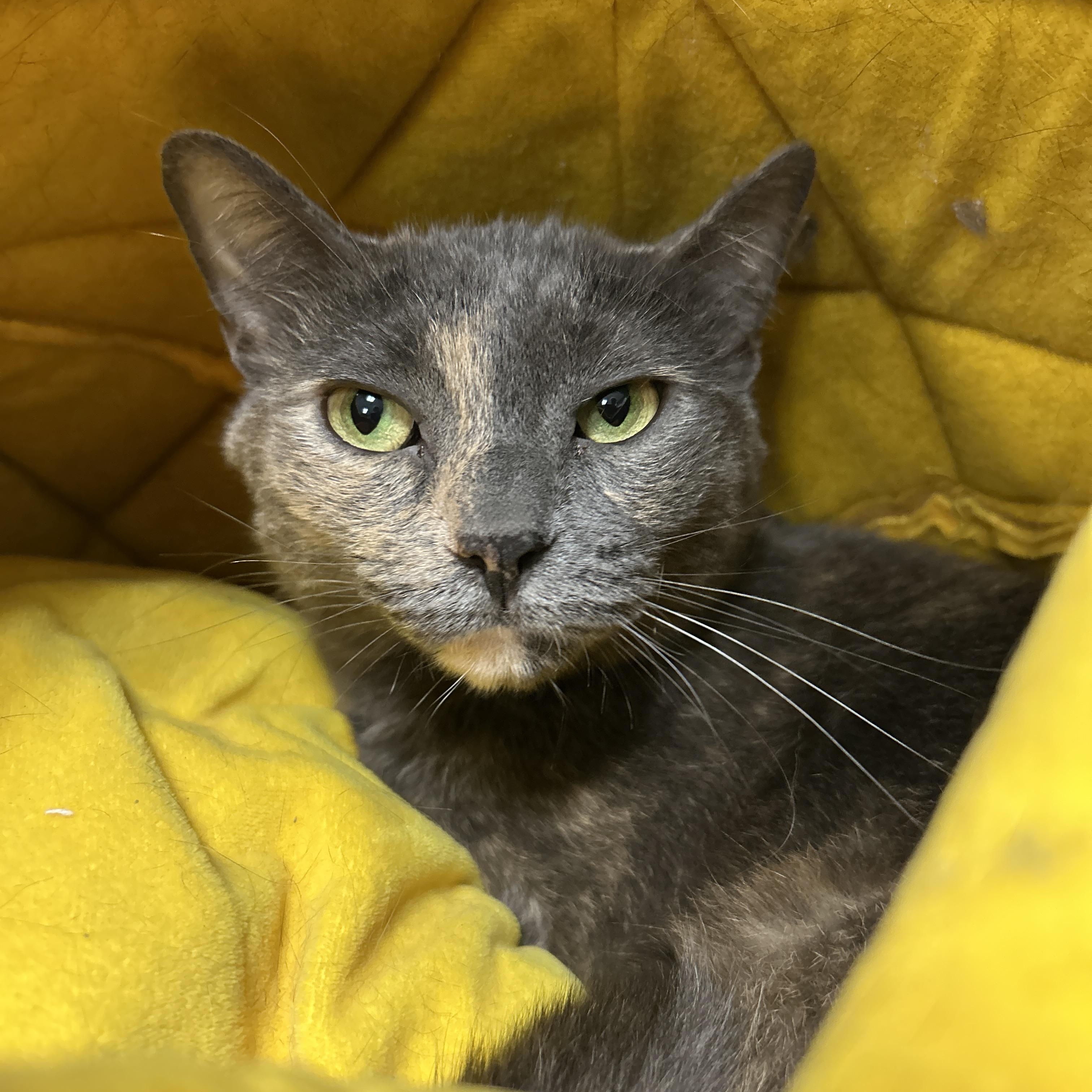 Jersey, a Adoptable Dilute Tortoiseshell in La Grange Park, IL image 1/5