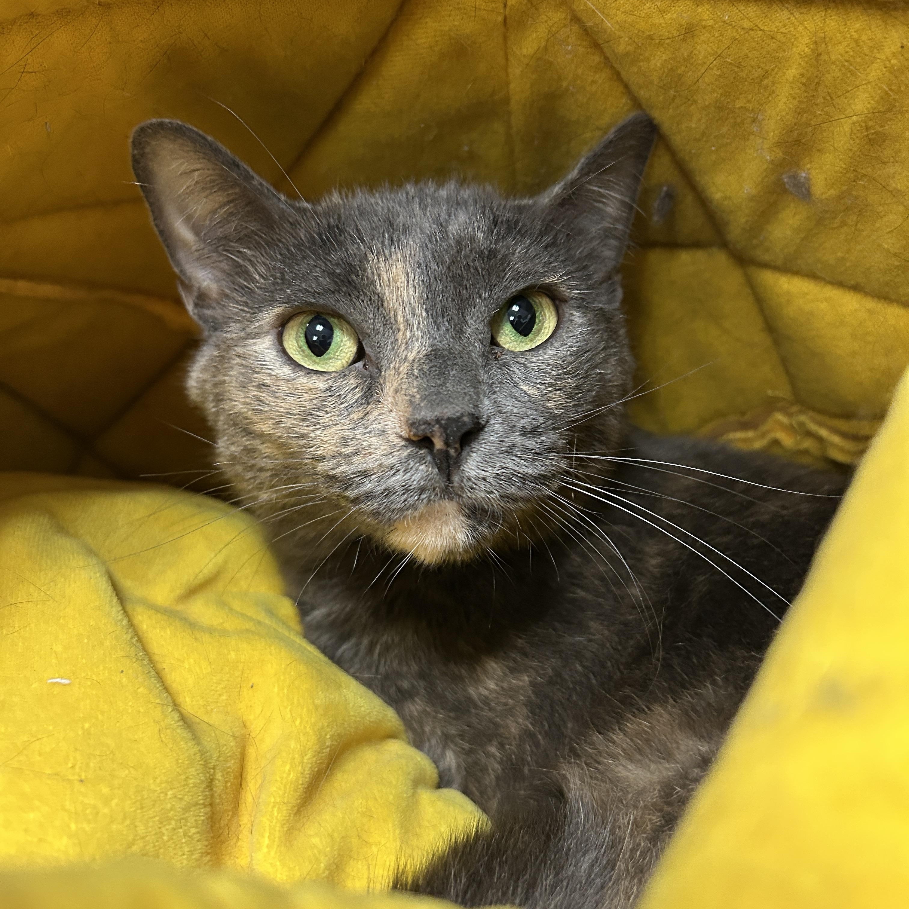 Jersey, a Adoptable Dilute Tortoiseshell in La Grange Park, IL image 2/5
