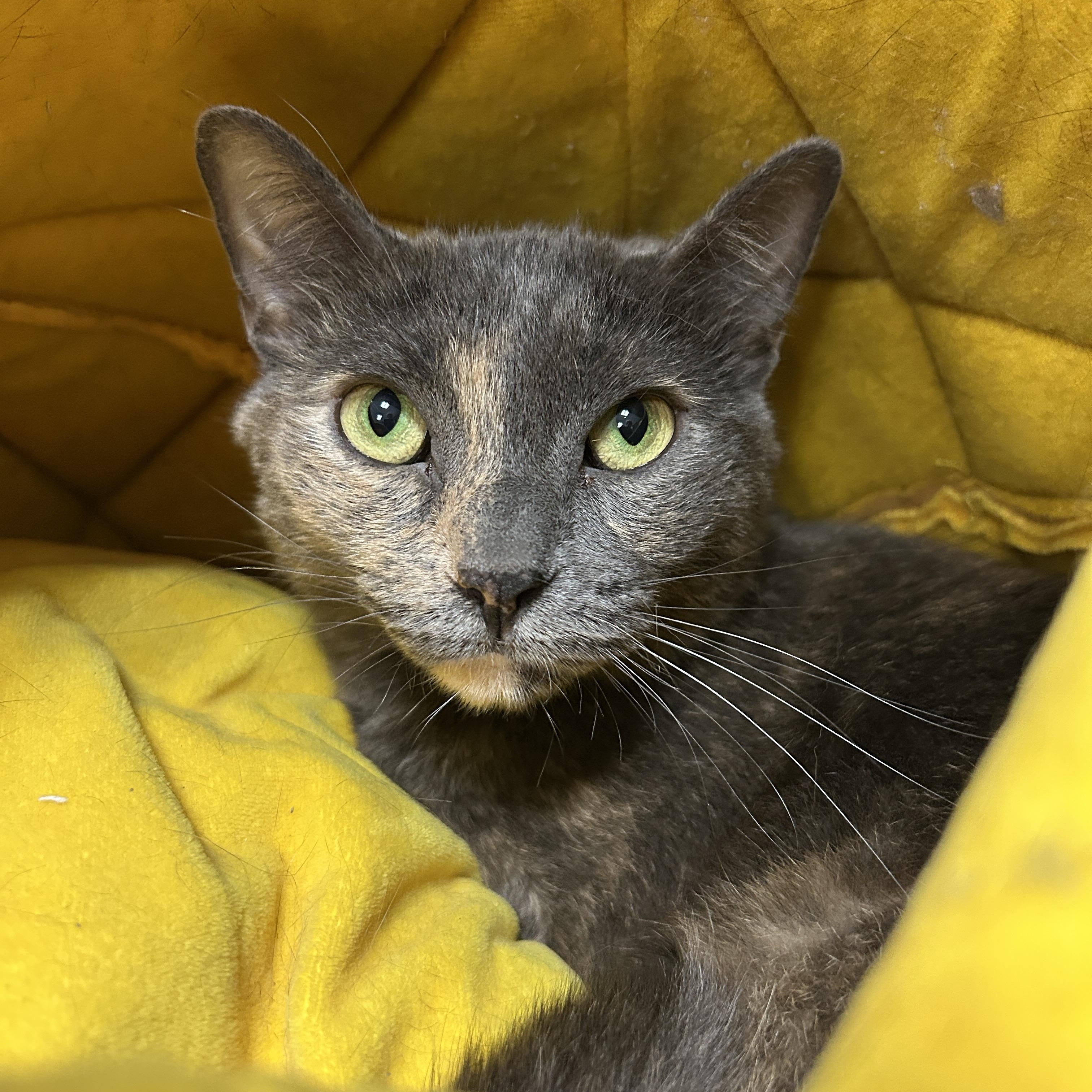 Jersey, Adoptable, Adult Female Dilute Tortoiseshell.