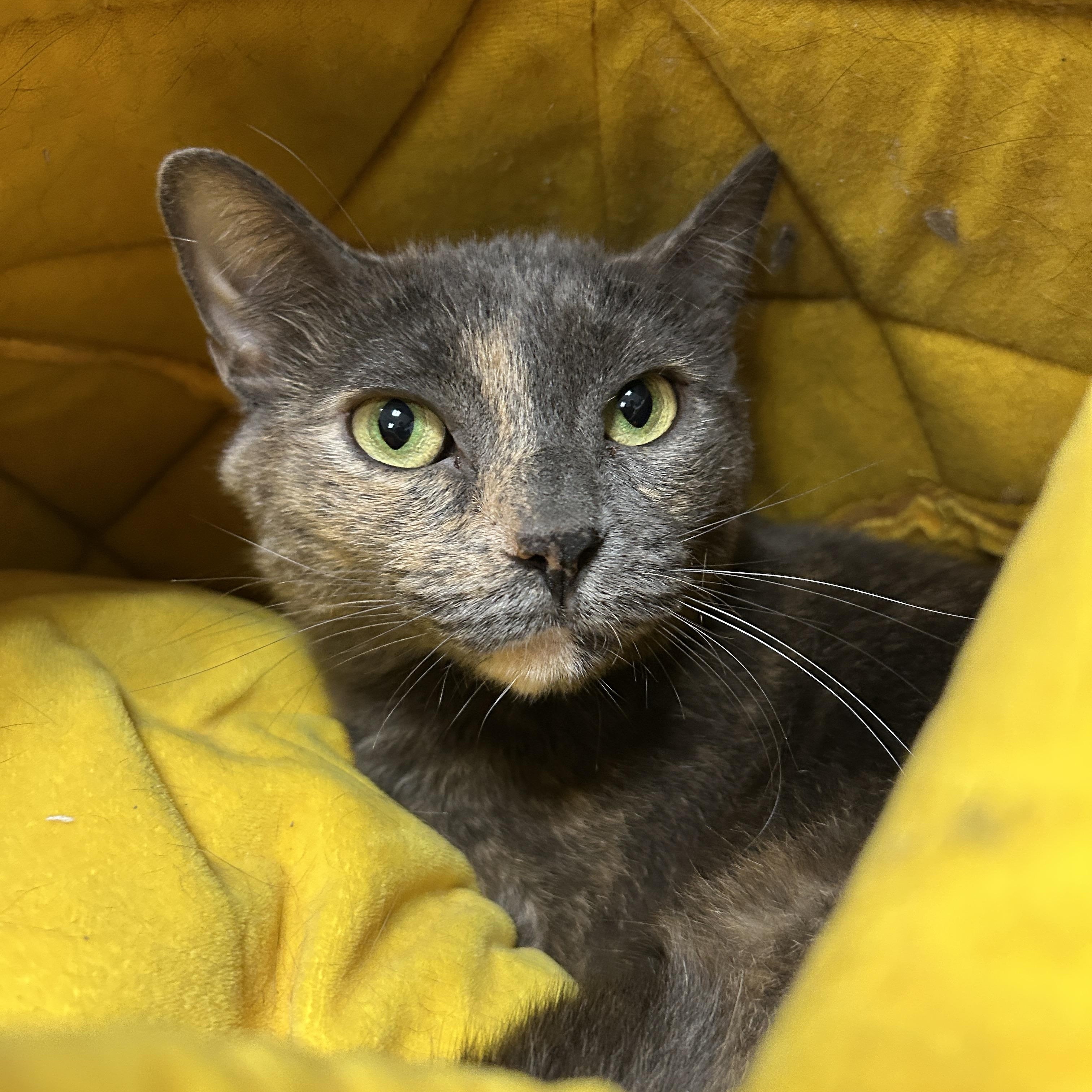 Jersey, a Adoptable Dilute Tortoiseshell in La Grange Park, IL image 4/5