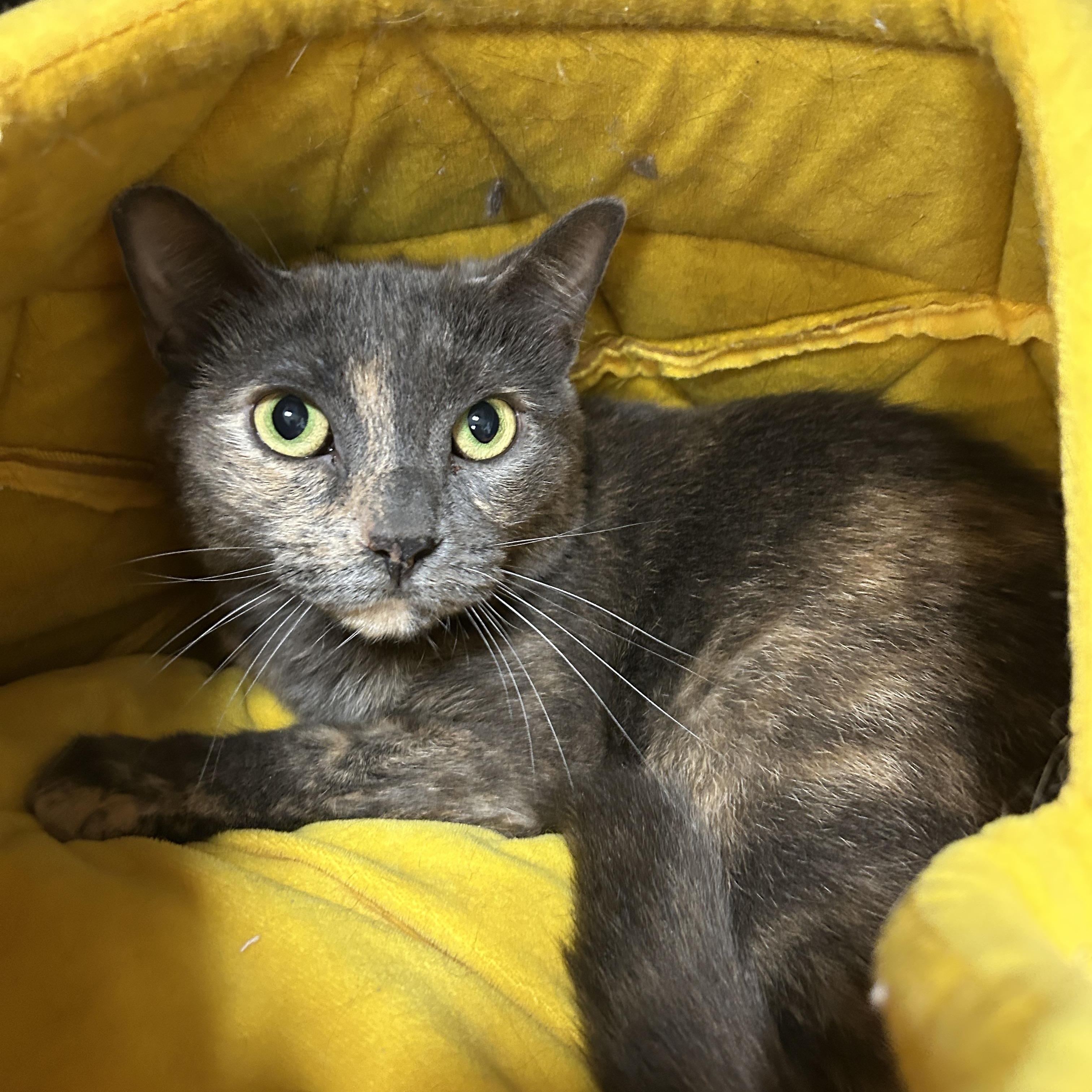 Jersey, a Adoptable Dilute Tortoiseshell in La Grange Park, IL image 5/5