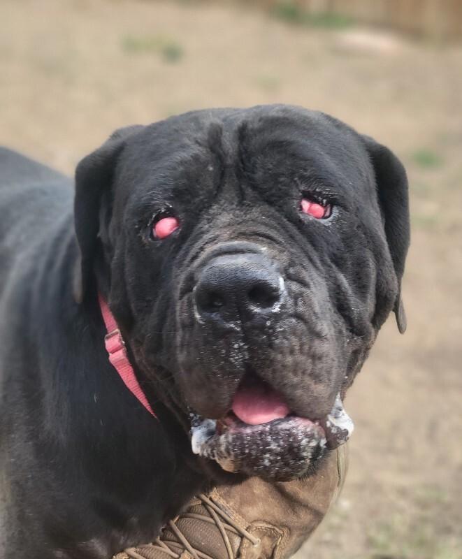 Enlarge Tinkerbell, a Adoptable Cane Corso in Windsor, CO image 1/6