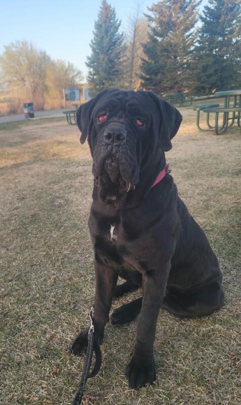 Tinkerbell, Adoptable, Young Female Cane Corso.