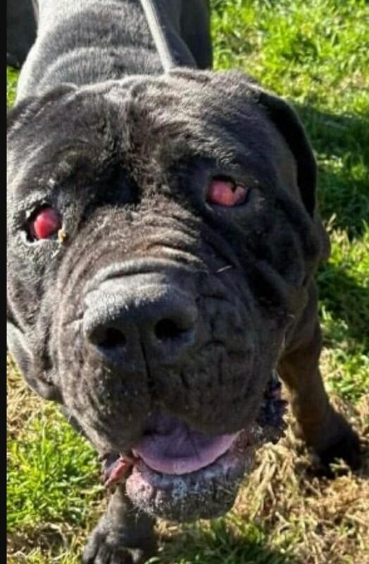Enlarge Tinkerbell, a Adoptable Cane Corso in Windsor, CO image 1/5