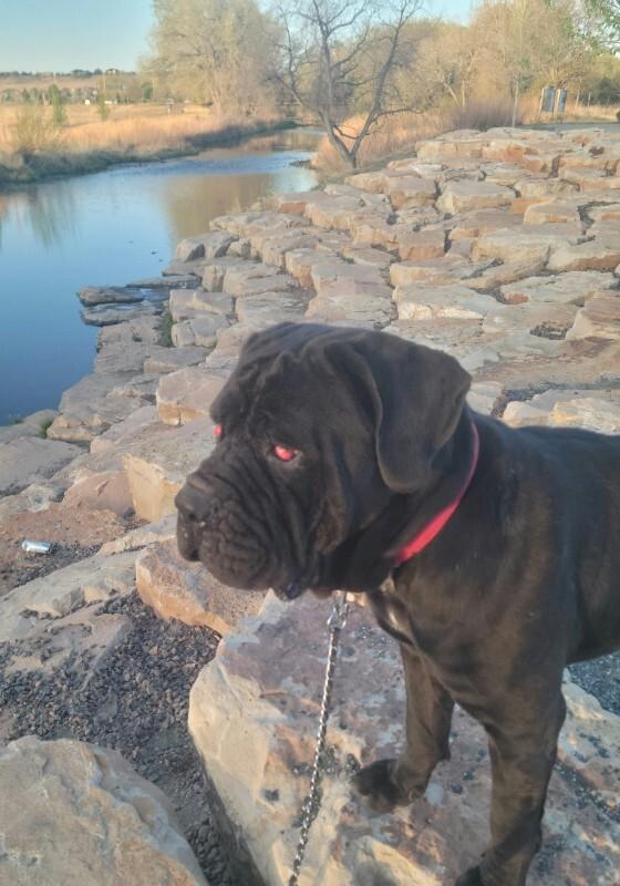 Enlarge Tinkerbell, a Adoptable Cane Corso in Windsor, CO image 3/6