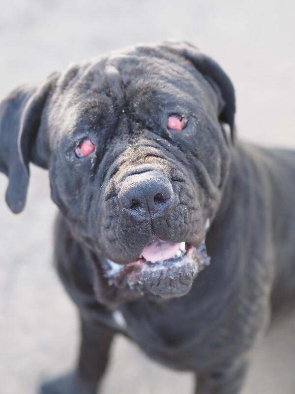 Enlarge Tinkerbell, a Adoptable Cane Corso in Windsor, CO image 2/5