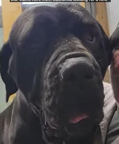 Enlarge Tinkerbell, a Adoptable Cane Corso in Windsor, CO image 3/5