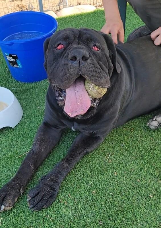 Tinkerbell, a Adoptable Cane Corso in Windsor, CO image 6/6
