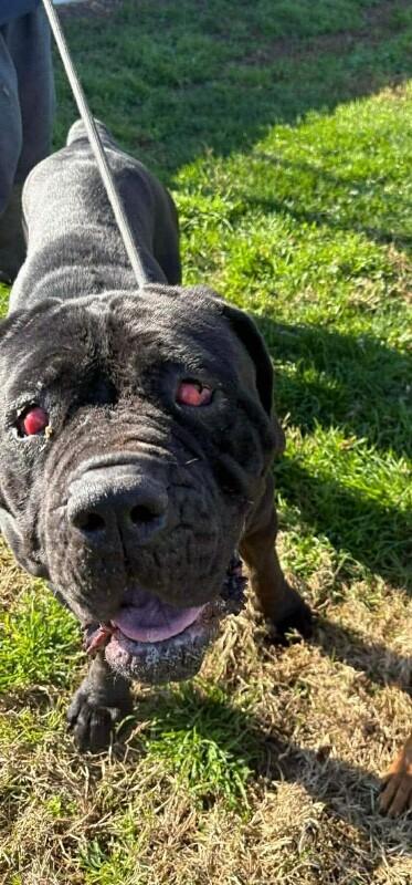 Enlarge Tinkerbell, a Adoptable Cane Corso in Windsor, CO image 4/5